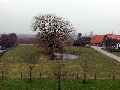 IMG_0980