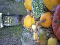RIMG0049.JPG