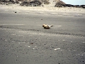 zeehond