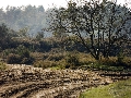 Nederland, Havelte, 11 okt 2006(Voormalig) militair oefenterrein Havelte-oost.Terrein is of wordt afgestoten door Defensie en wordt natuurgebiedFoto: (c) Michiel Wijnbergh